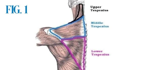 Preventing Swimming Shoulder Pain 