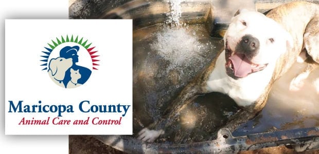 Animal Care & Control Urges Pet Owners to Keep Pets Safe this Summer