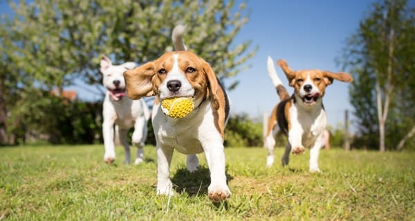 Dog Waste Stations