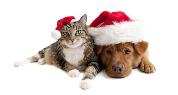 Bring Holiday Cheer to Shelter Pets