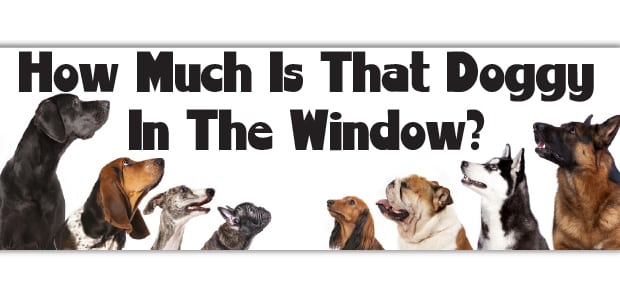 How Much is that Doggie in the Window?