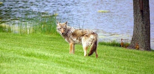 Living With Coyotes