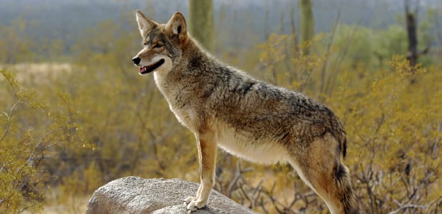 Coexisting with Coyotes