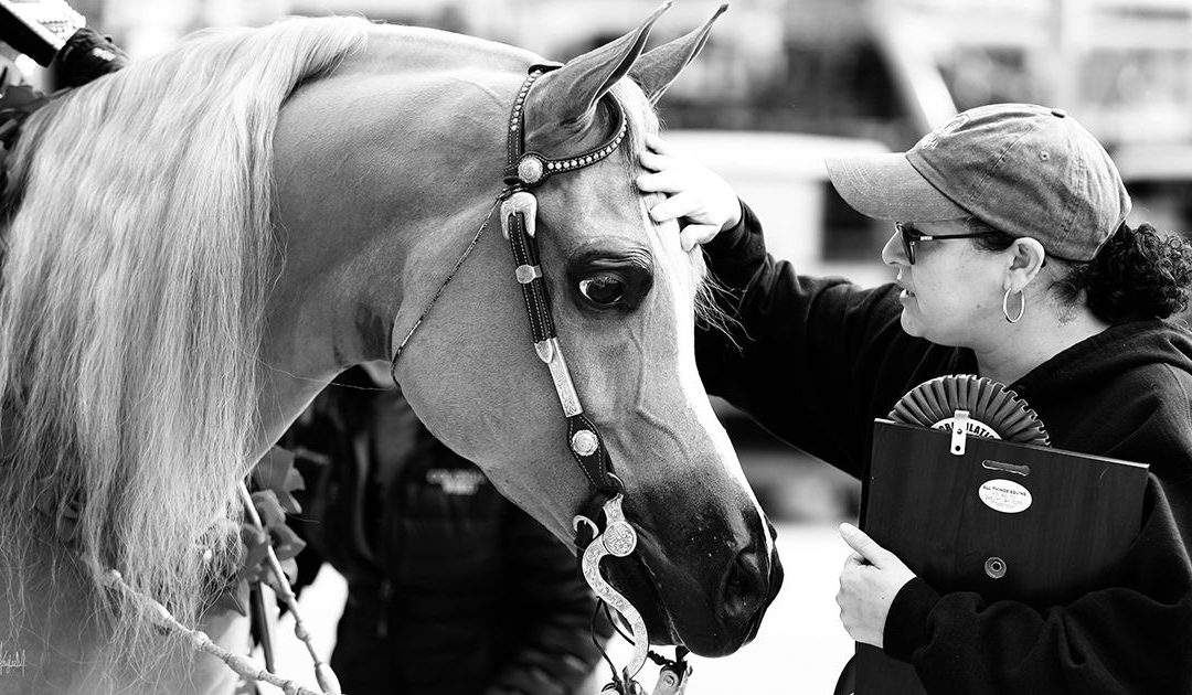 World’s Largest Arabian Horse Show Returns to Scottsdale