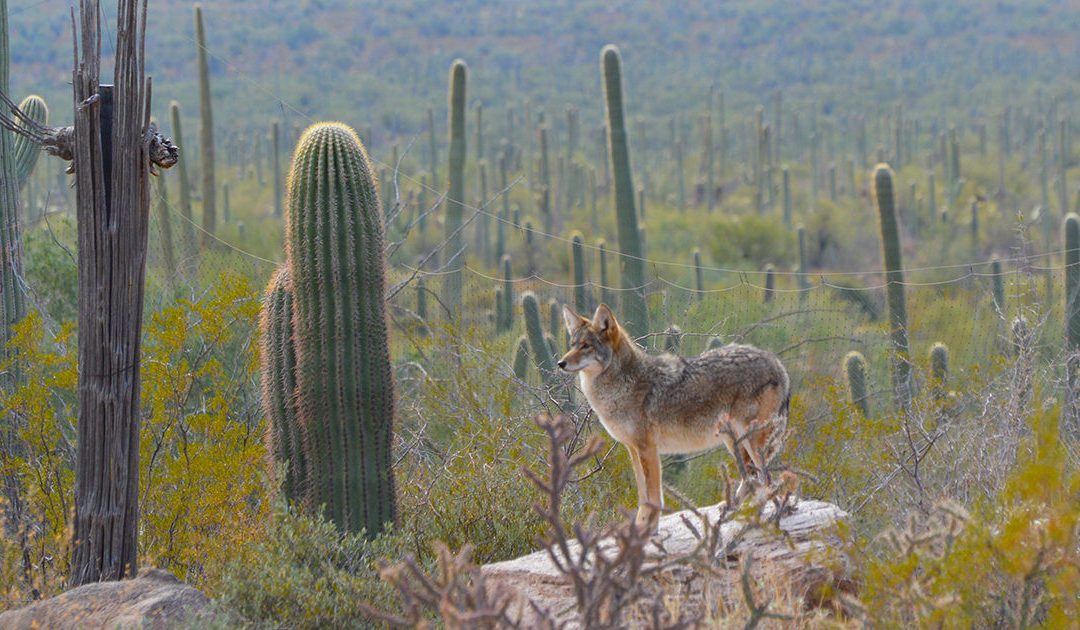Did You Know?: Wildlife Awareness Tips